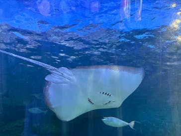 しながわ水族館に投稿された画像（2025/4/29）