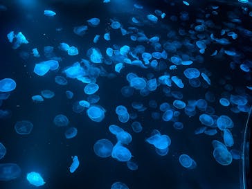 すみだ水族館に投稿された画像（2025/4/29）