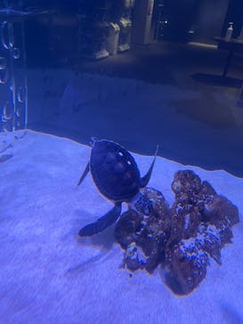 すみだ水族館に投稿された画像（2025/4/29）