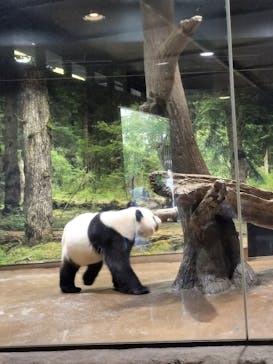 恩賜上野動物園に投稿された画像（2025/4/29）