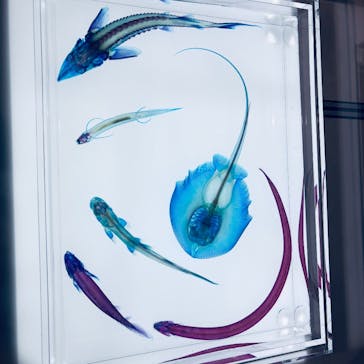 新世界『透明標本』展 ＠北九州市科学館に投稿された画像（2025/4/29）