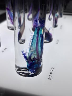 新世界『透明標本』展 ＠北九州市科学館に投稿された画像（2025/4/29）