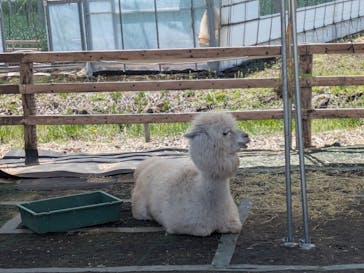 八ヶ岳アルパカ牧場に投稿された画像（2025/4/29）