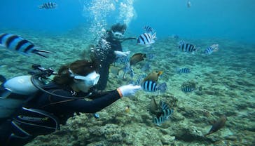 沖縄マリンクラブ結に投稿された画像（2025/4/29）