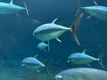 葛西臨海水族園に投稿された画像（2025/4/29）