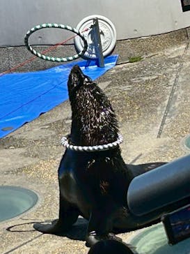 大分マリーンパレス水族館 「うみたまご」に投稿された画像（2025/4/29）