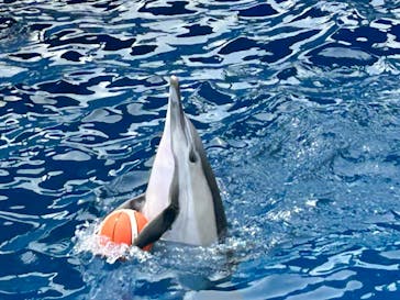 大分マリーンパレス水族館 「うみたまご」に投稿された画像（2025/4/29）