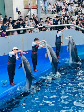 大分マリーンパレス水族館 「うみたまご」に投稿された画像（2025/4/29）