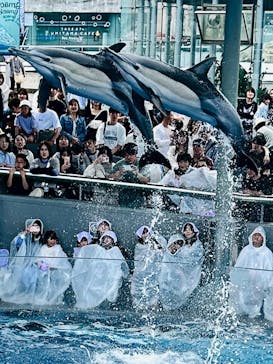 大分マリーンパレス水族館 「うみたまご」に投稿された画像（2025/4/29）