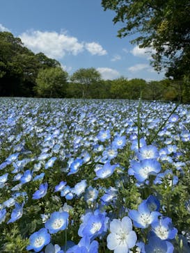 こうべアグリパークネモフィラの丘2025に投稿された画像（2025/4/29）