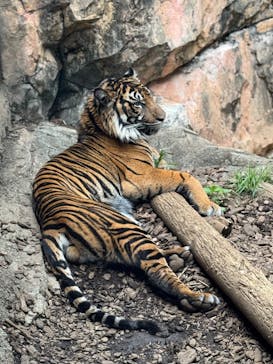恩賜上野動物園に投稿された画像（2025/4/29）