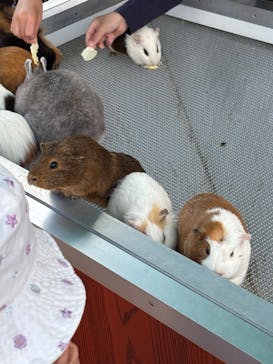 あらかわ遊園に投稿された画像（2025/4/29）