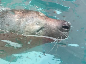 ゼロ距離水族館 伊勢シーパラダイスに投稿された画像（2025/4/29）