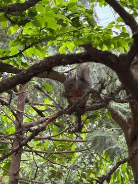 井の頭自然文化園に投稿された画像（2025/4/29）