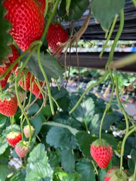 ICHIGOHOUSE.MITAKAに投稿された画像（2025/4/29）