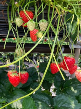 ICHIGOHOUSE.MITAKAに投稿された画像（2025/4/29）