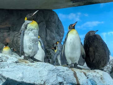 鴨川シーワールドに投稿された画像（2025/4/29）