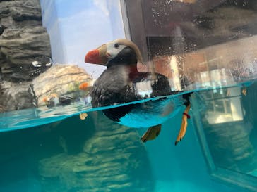 アクアワールド茨城県大洗水族館に投稿された画像（2025/4/29）