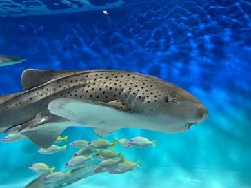 アクアワールド茨城県大洗水族館に投稿された画像（2025/4/29）