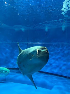 アクアワールド茨城県大洗水族館に投稿された画像（2025/4/29）