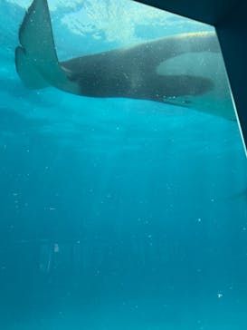 鴨川シーワールドに投稿された画像（2025/4/29）