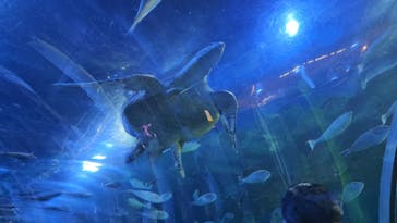 しながわ水族館に投稿された画像（2025/4/29）