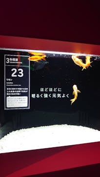 横浜開運水族館 フォーチュンアクアリウムに投稿された画像（2025/4/29）