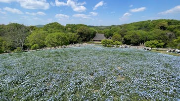 こうべアグリパークネモフィラの丘2025に投稿された画像（2025/4/29）