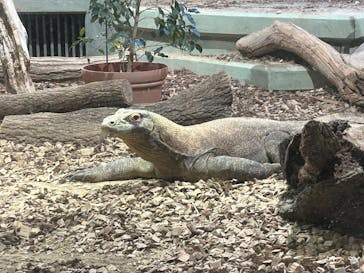 名古屋市東山動植物園に投稿された画像（2025/4/29）