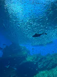 仙台うみの杜水族館に投稿された画像（2025/4/29）