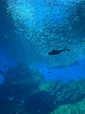 仙台うみの杜水族館に投稿された画像（2025/4/29）