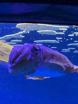 仙台うみの杜水族館に投稿された画像（2025/4/29）