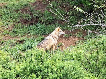 東京動物園協会_多摩動物公園に投稿された画像（2025/4/29）