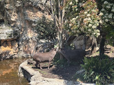 恩賜上野動物園に投稿された画像（2025/4/29）