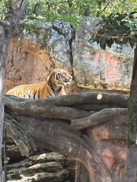 恩賜上野動物園に投稿された画像（2025/4/29）