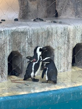 恩賜上野動物園に投稿された画像（2025/4/29）