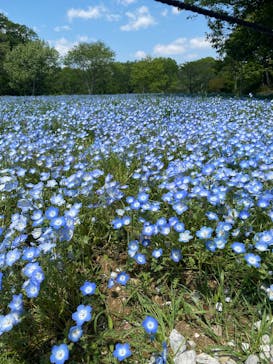 こうべアグリパークネモフィラの丘2025に投稿された画像（2025/4/29）