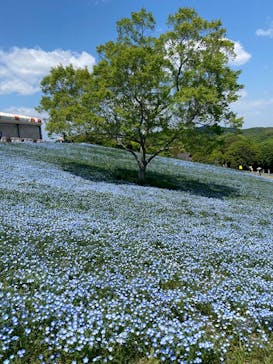 こうべアグリパークネモフィラの丘2025に投稿された画像（2025/4/29）