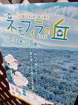 こうべアグリパークネモフィラの丘2025に投稿された画像（2025/4/29）