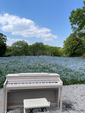 こうべアグリパークネモフィラの丘2025に投稿された画像（2025/4/29）