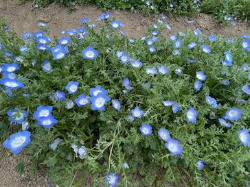 こうべアグリパークネモフィラの丘2025に投稿された画像（2025/4/29）