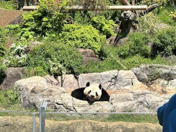 恩賜上野動物園に投稿された画像（2025/4/29）