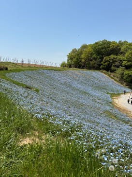 こうべアグリパークネモフィラの丘2025に投稿された画像（2025/4/29）