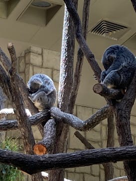 名古屋市東山動植物園に投稿された画像（2025/4/29）