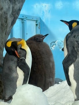 鴨川シーワールドに投稿された画像（2025/4/29）