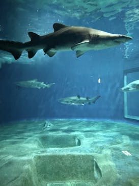 アクアワールド茨城県大洗水族館に投稿された画像（2025/4/29）