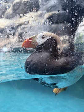 アクアワールド茨城県大洗水族館に投稿された画像（2025/4/29）