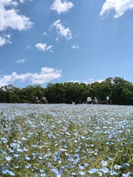 万博記念公園に投稿された画像（2025/4/29）