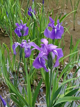 万博記念公園に投稿された画像（2025/4/29）