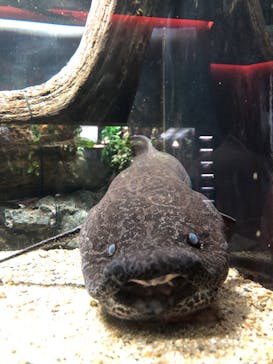 カワスイ 川崎⽔族館に投稿された画像（2025/4/29）